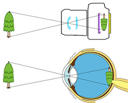 眼の構造をカメラにたとえると？
